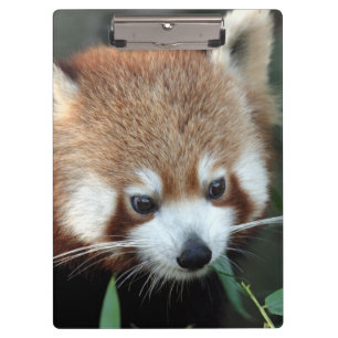 Red Panda, Taronga Zoo, Sydney, Australia Clipboard