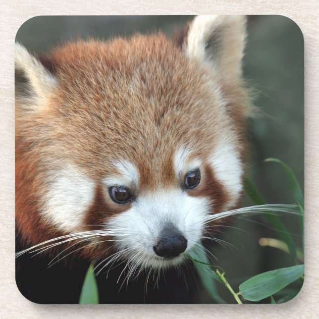Red Panda, Taronga Zoo, Sydney, Australia Coaster (Front)