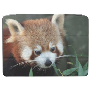 Red Panda, Taronga Zoo, Sydney, Australia iPad Air Cover