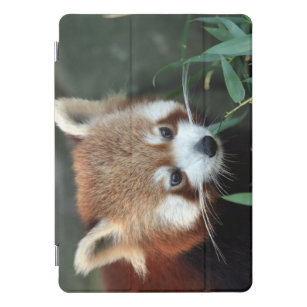 Red Panda, Taronga Zoo, Sydney, Australia iPad Pro Cover