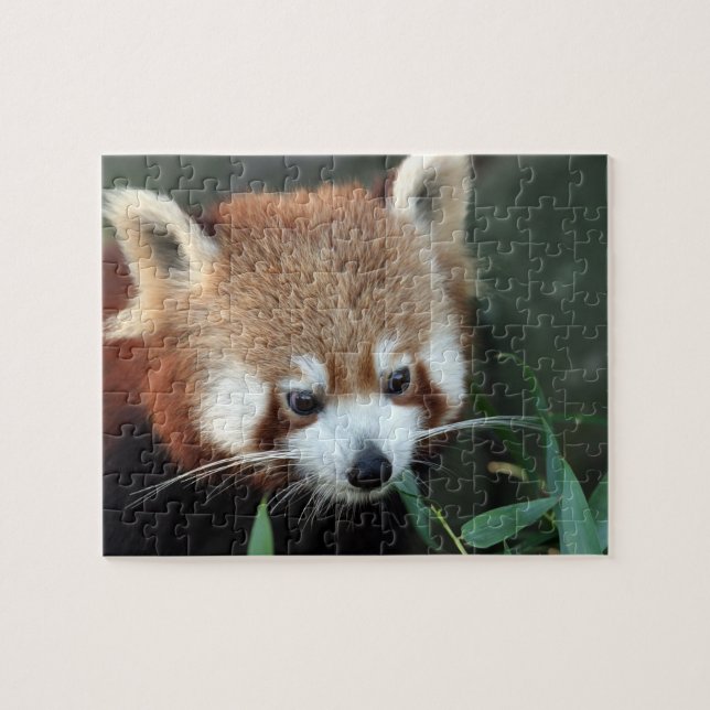 Red Panda, Taronga Zoo, Sydney, Australia Jigsaw Puzzle (Horizontal)