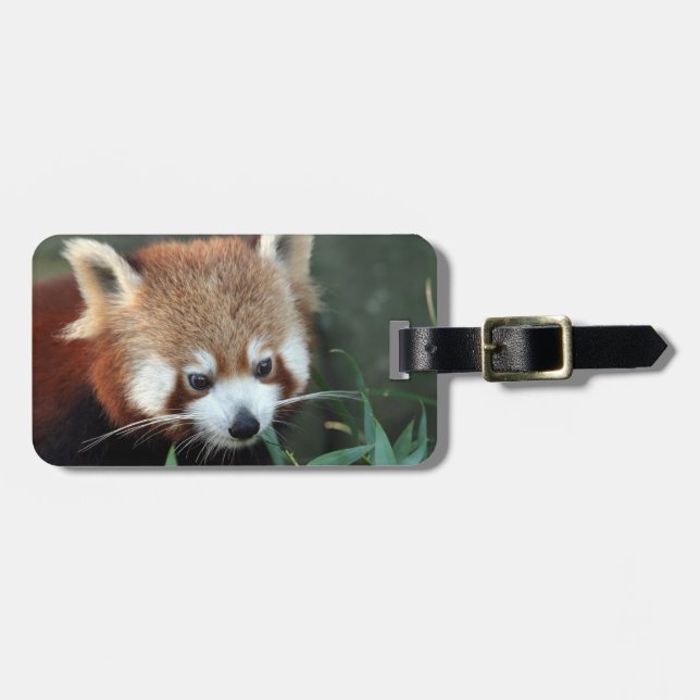 Red Panda, Taronga Zoo, Sydney, Australia Luggage Tag (Front Horizontal)