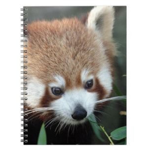 Red Panda, Taronga Zoo, Sydney, Australia Notebook
