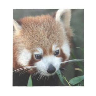 Red Panda, Taronga Zoo, Sydney, Australia Notepad