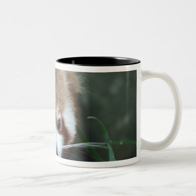 Red Panda, Taronga Zoo, Sydney, Australia Two-Tone Coffee Mug (Right)