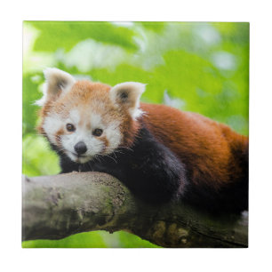 Red Panda  Tile