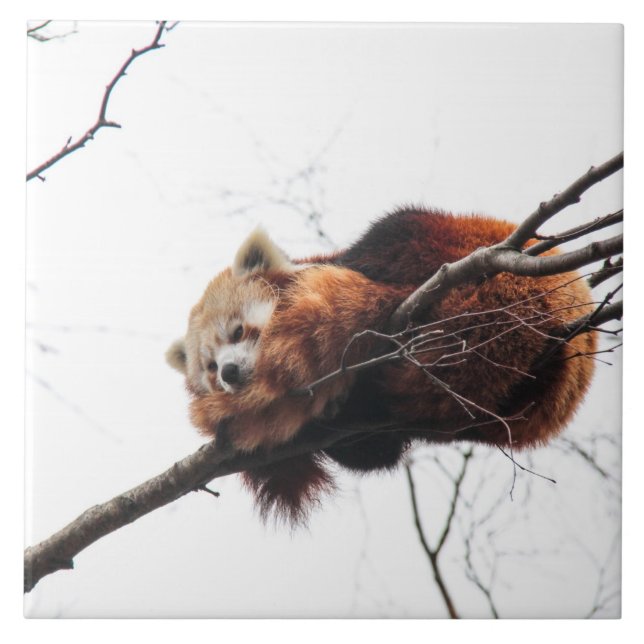 Red Panda Tile/Trivet Tile (Front)