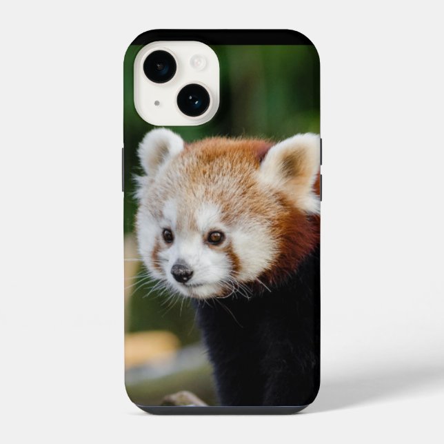 Red Panda Wild Animal iPhone Case (Back)