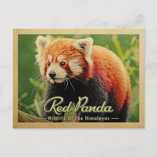 Red Panda - Wildlife Of The Himalayas Postcard (Front)