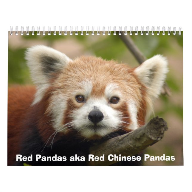 Red Pandas Calendar (Cover)