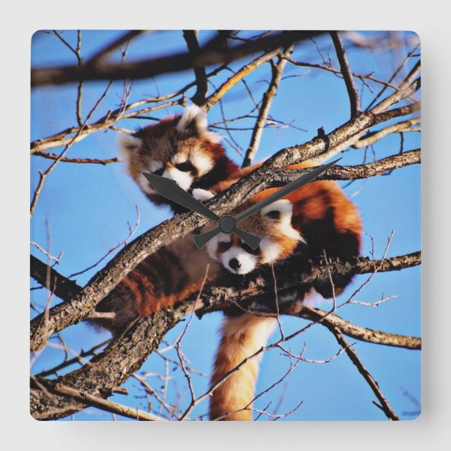 red pandas square wall clock (Front)