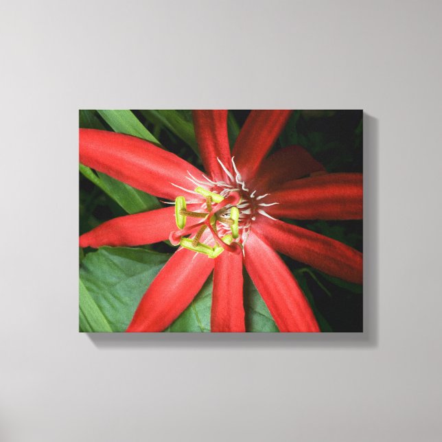 Red Passion Flower Canvas Print (Front)