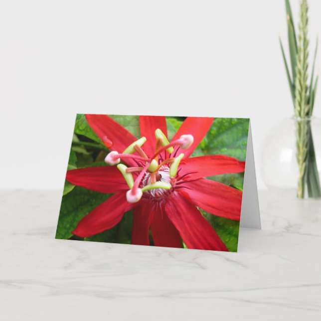 Red Passion Flower Card (Front)
