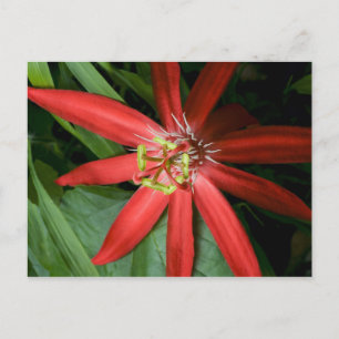 Red Passion Flower Postcard