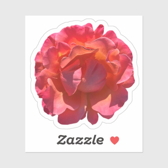 Red Peach Rose Blossom (Sheet)