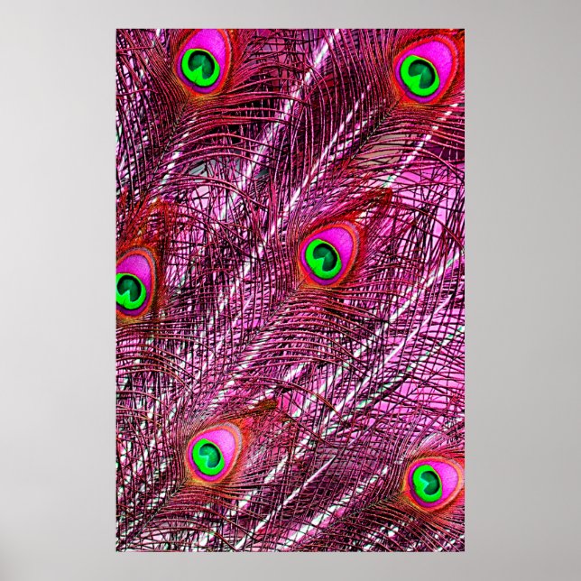 Red peacock feathers colour plumage poster (Front)