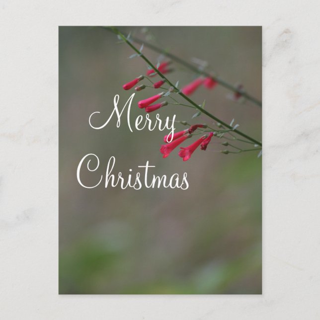 Red penstemon Merry Christmas Holiday Postcard (Front)