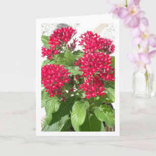 Red Pentas, Egyptian Star Flower Portrait Card
