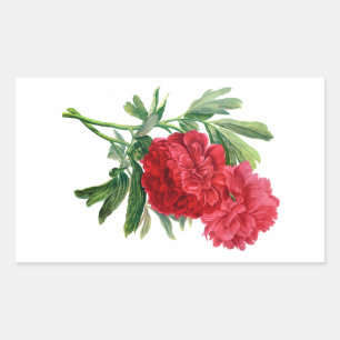 Red Peonies Drawn From Nature Sticker