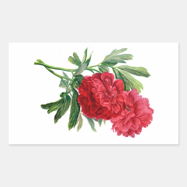 Red Peonies Drawn From Nature Sticker (Front)