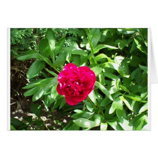 Red Peony (Front Horizontal)