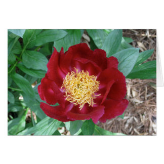 Red Peony