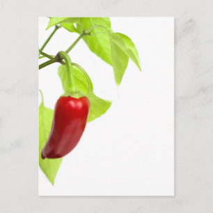 Red pepper postcard