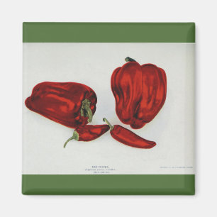 Red Pepper - Vintage Image Magnet