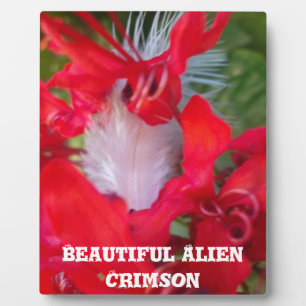 Red Petal Feather Art Print Plaque