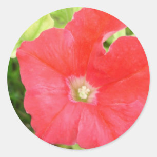 Red Petunia Flower Sticker