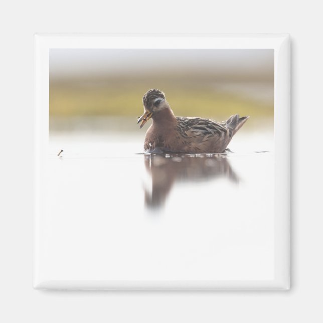 Red Phalarope 2x2 magnet (Devant)