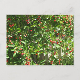 Red Pie Cherries Postcard