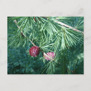 Red Pine Cones   Postcard