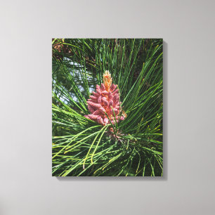 Red Pine Tree Pollen Cone (Pinus resinosa) Canvas Print
