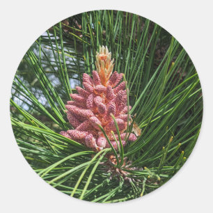 Red Pine Tree Pollen Cone (Pinus resinosa) Classic Round Sticker
