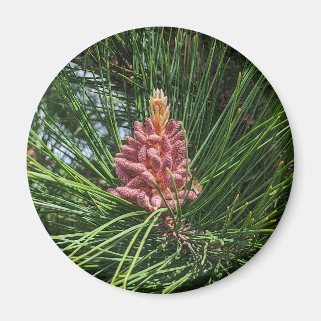 Red Pine Tree Pollen Cone (Pinus resinosa) Magnet (Front)