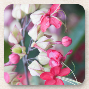 Red Pink and White Tropical Flowers Coaster