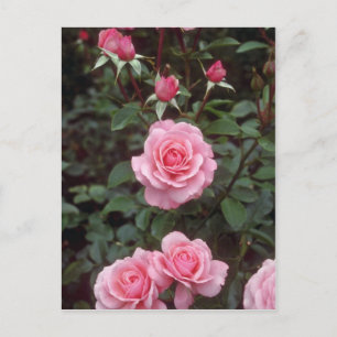 Red Pink roses, Victoria, British Columbia, Canada Postcard