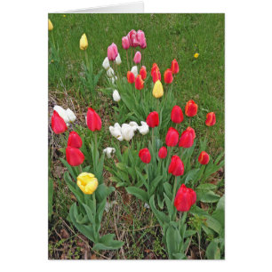Red, Pink, White, and Yellow Tulips - Spring