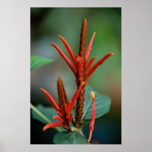 Red Plant Poster