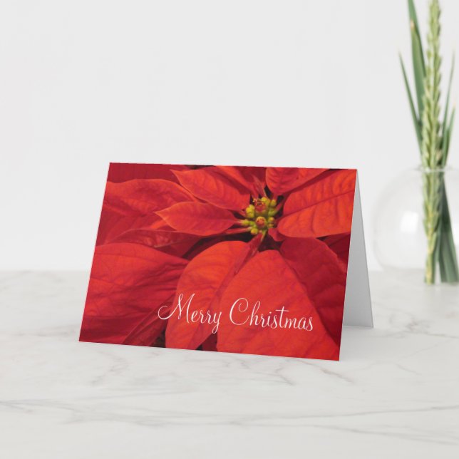 Red Poinsetta Christmas Card (Front)