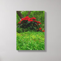 Red Poinsettia