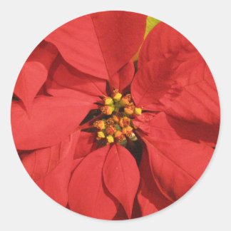 Red Poinsettia Classic Round Sticker