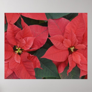 Red Poinsettia Detail (Euphorbia pulcherrima) Poster