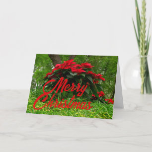Red Poinsettia Holiday Card