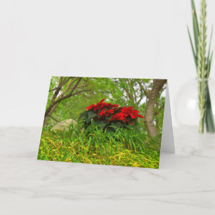 Red Poinsettia - Personalizable Holiday Card