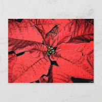 Red Poinsettia