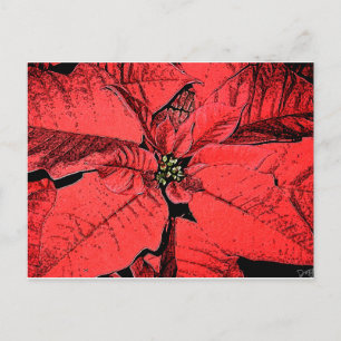 Red Poinsettia Postcard