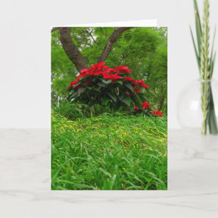 Red Poinsettia with Personalizable Text Holiday Card