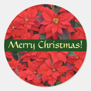 Red Poinsettias Christmas Sticker